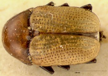 Media type: image; Entomology 20034   Aspect: habitus dorsal view
